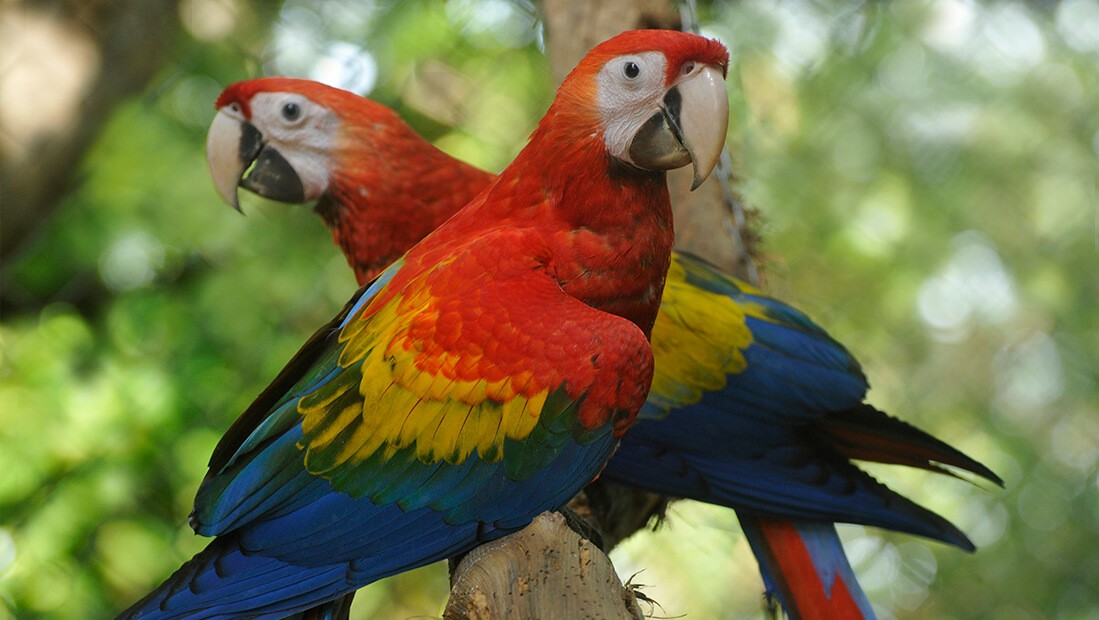 Macaw conservation NATUWA Costa Rica.