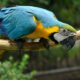 Guacamayo azul y amarillo