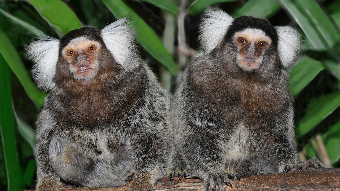 El mono Cara Blanca rescate — Santuario de Vida Silvestre Natuwa