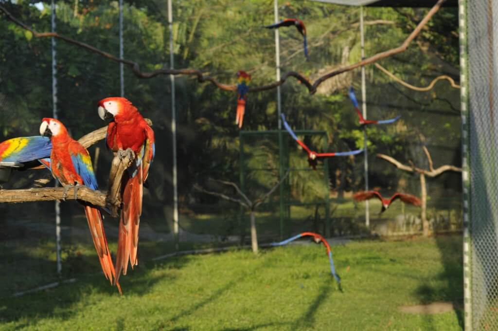 Macaw conservation NATUWA Costa Rica.