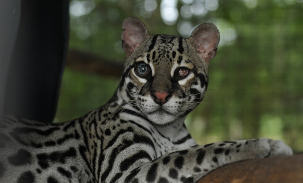 NATUWA Wildlife Rescue Center Ocelote