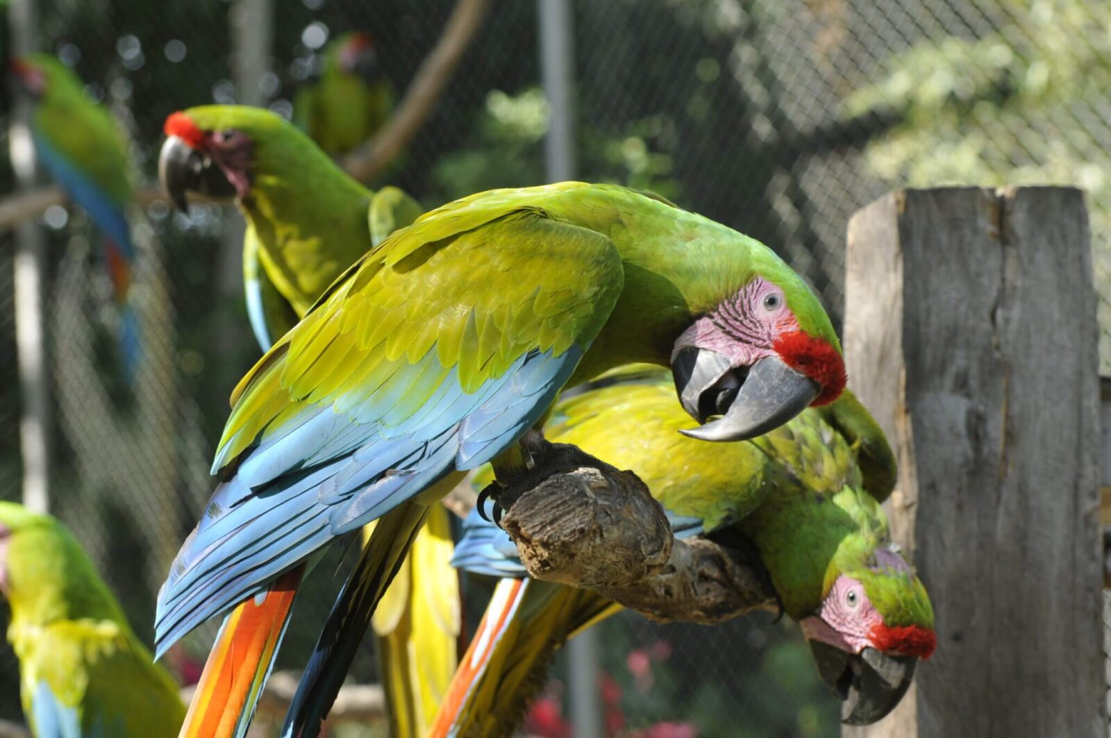 Lapa verde (Ara ambiguus)