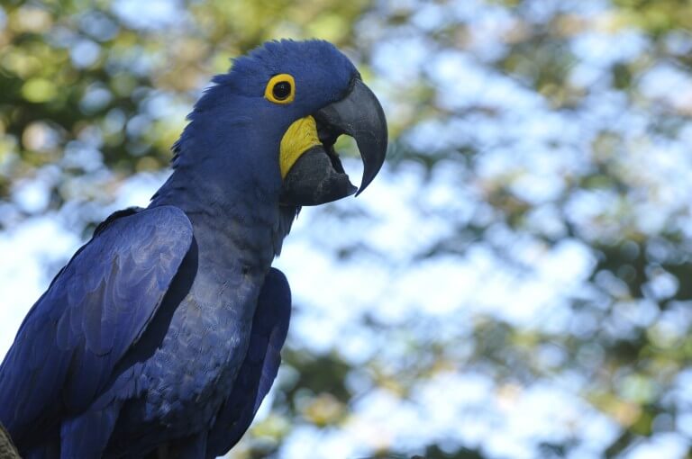 Guacamayo jacinto