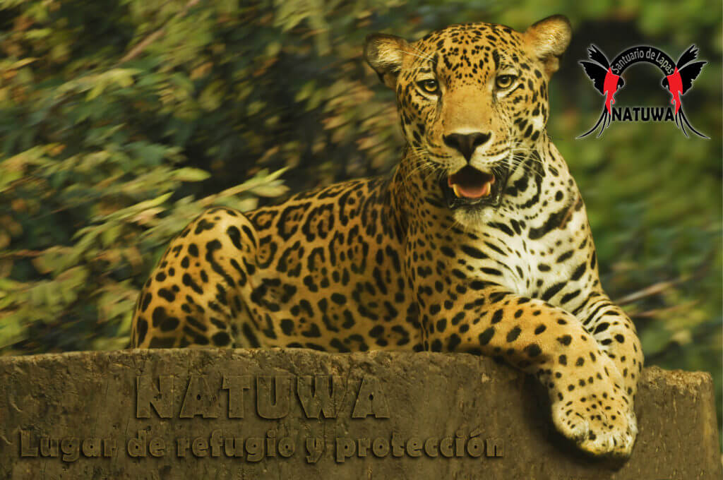 Rescate jaguar