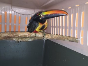 Read more about the article Fiery-billed Aracari (<i>Pteroglossus frantzii</i>)