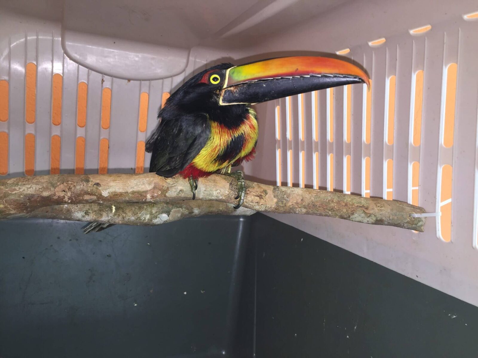 You are currently viewing Fiery-billed Aracari (<i>Pteroglossus frantzii</i>)