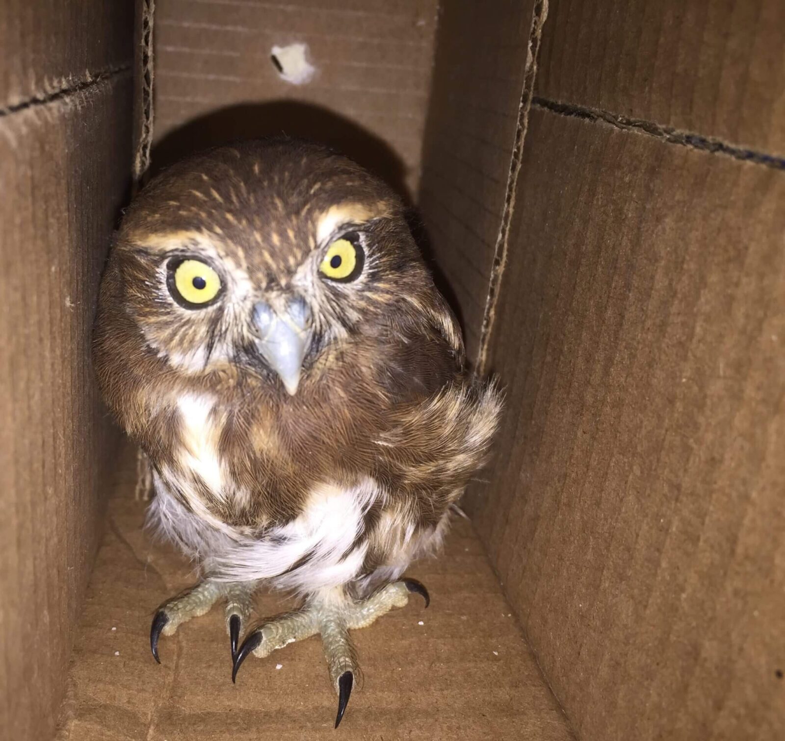 You are currently viewing Pygmy Owl (<i> Glaucidium costaricanum </ i>) rescued in Puntarenas