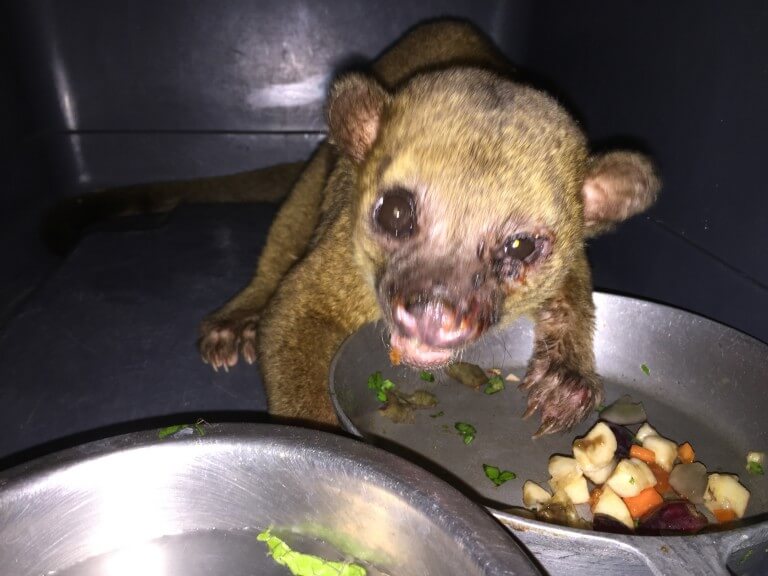 Lee más sobre el artículo Martilla, Kinkajou (<i>Potos flavus</i>).