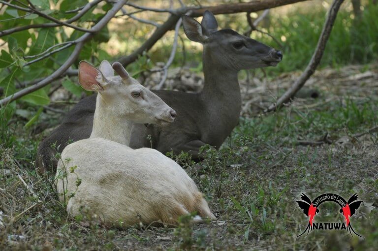 Venados albinos.