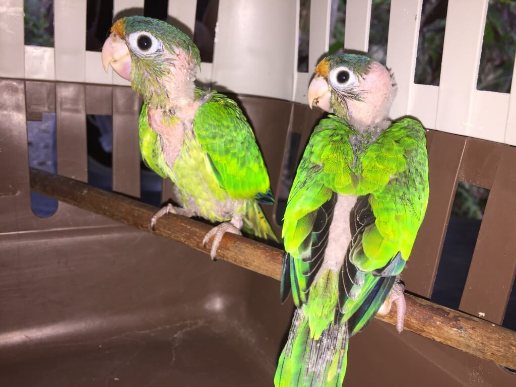 Pericos catano recuperados en el Santuario de Vida Silvestre Natuwa tras ser rescatados del comercio ilegal.