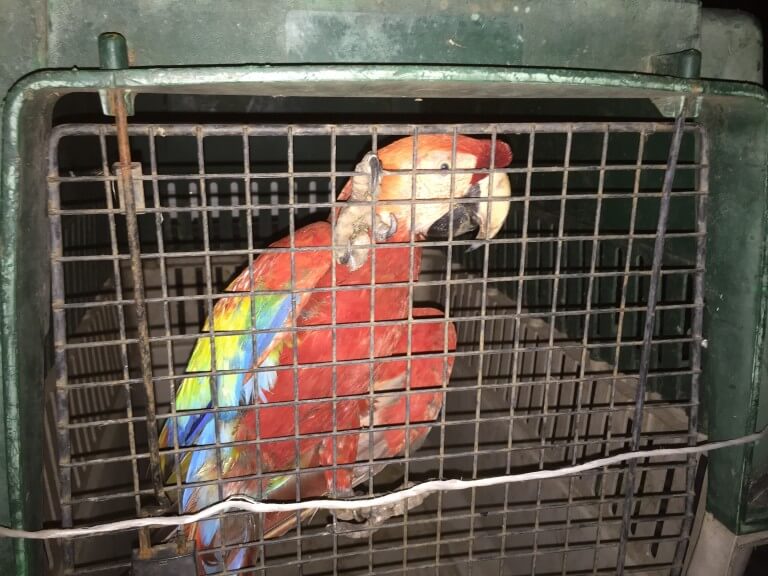 Read more about the article Scarlet Macaw (<i>Ara macao</i>)