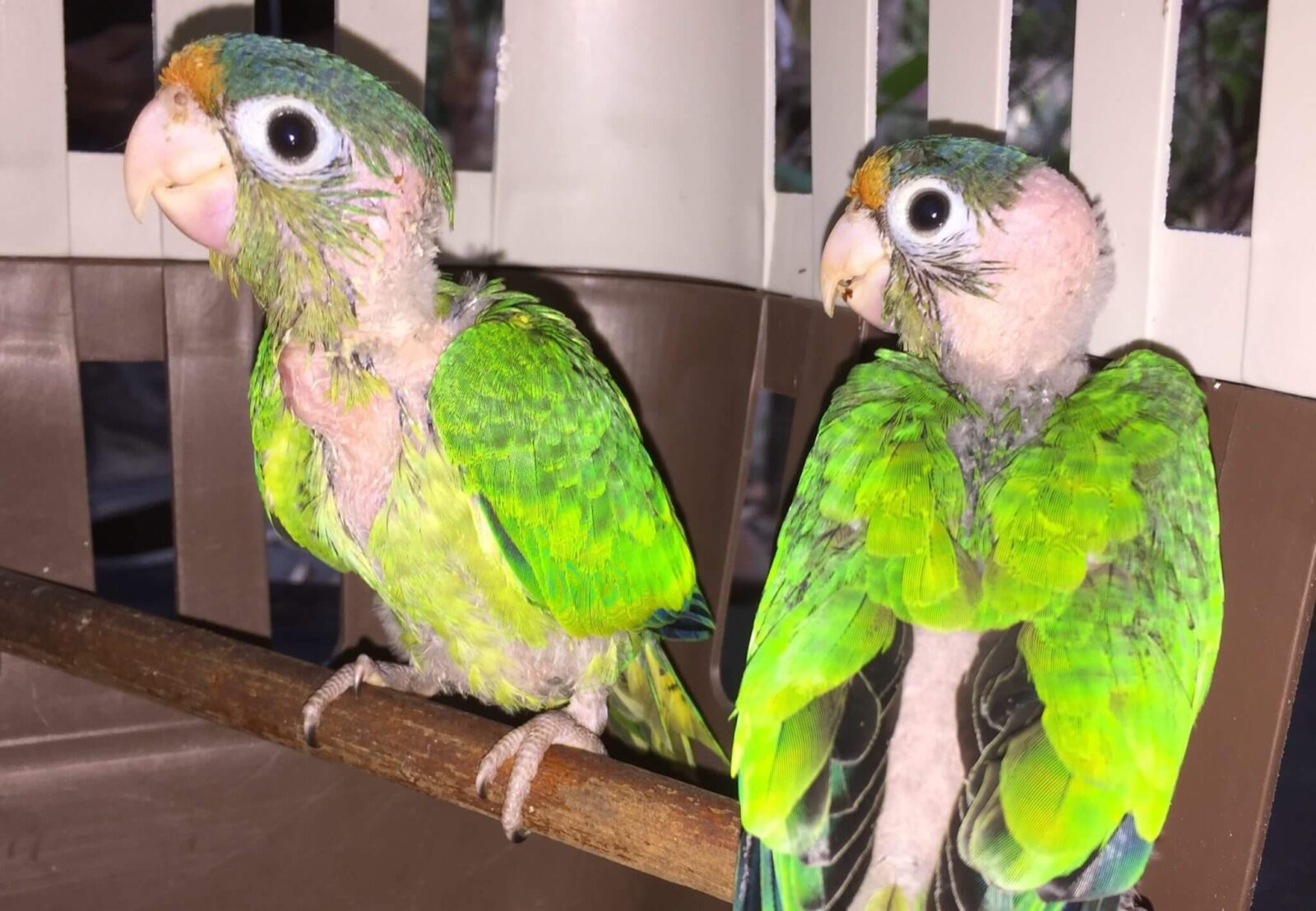 You are currently viewing Catano Parakeet (<i>Eupsittula canicularis</i>)