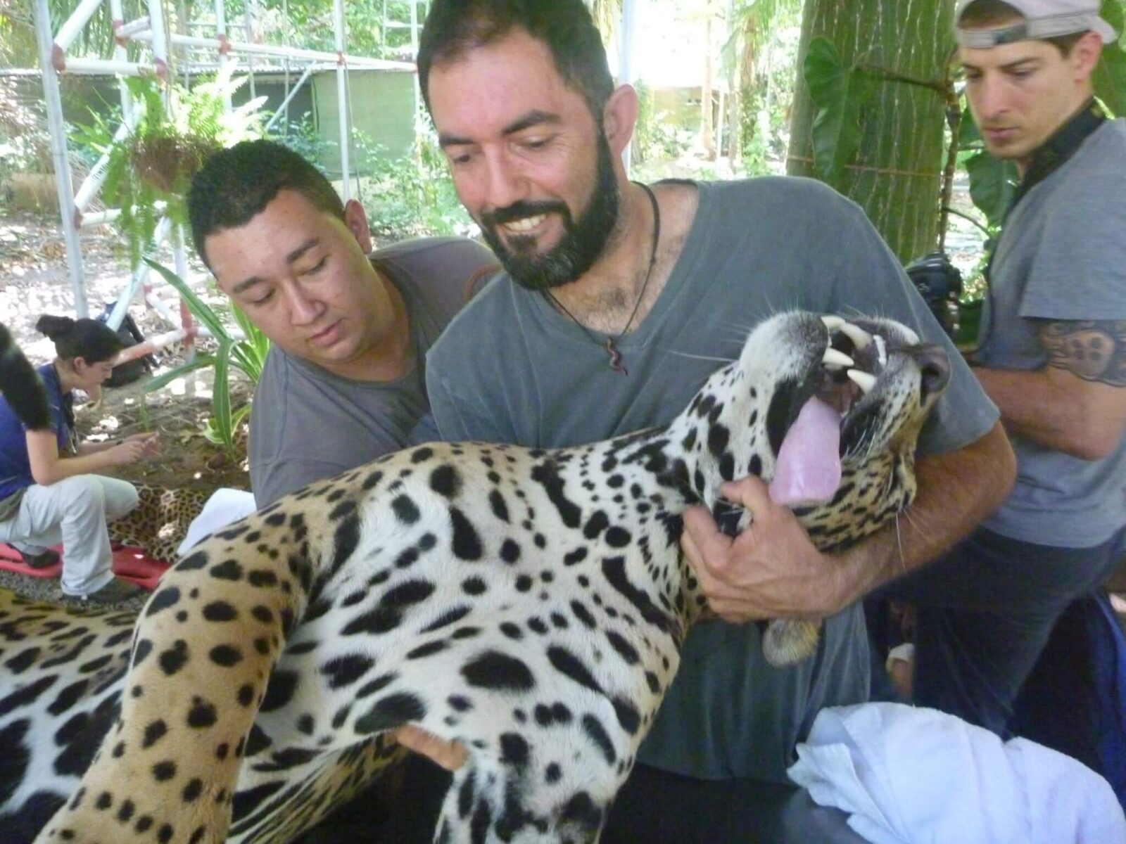 You are currently viewing Dental check-up and cleaning for the Jaguars