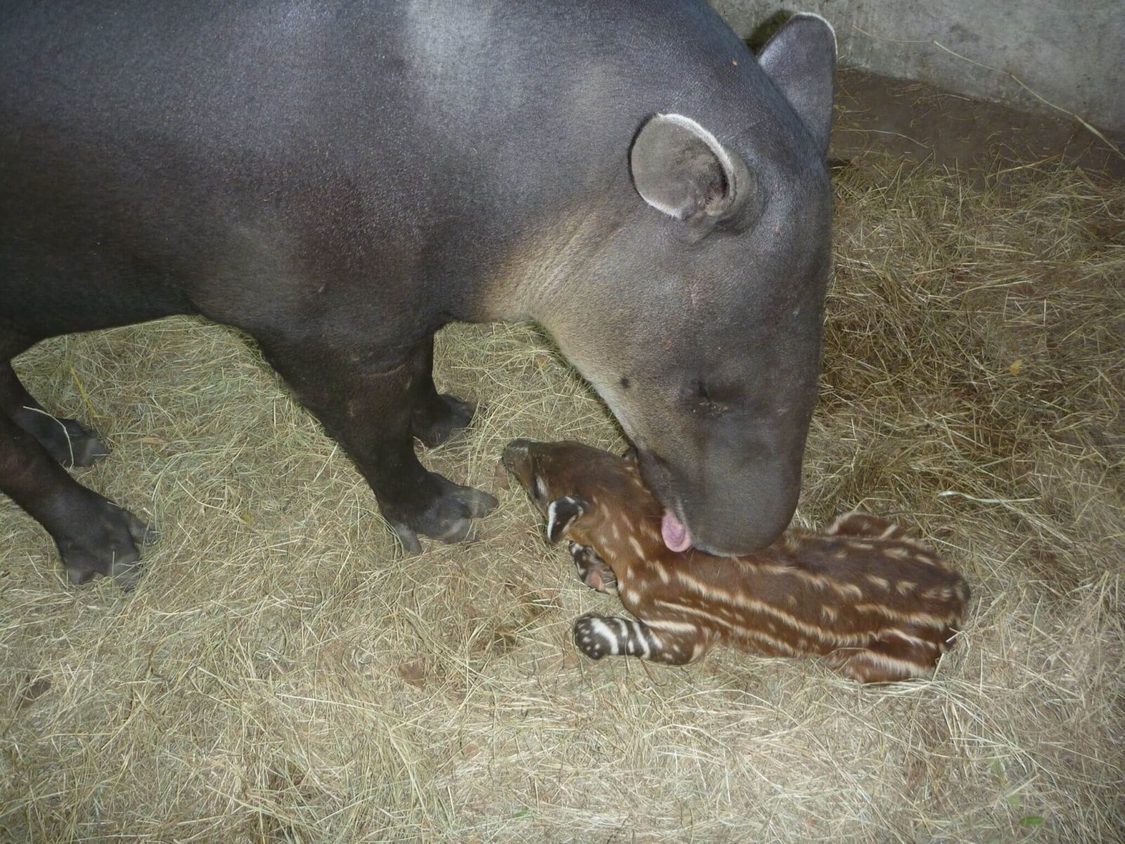 You are currently viewing Tapir Birth (<em>Tapirus bairdii</em>)