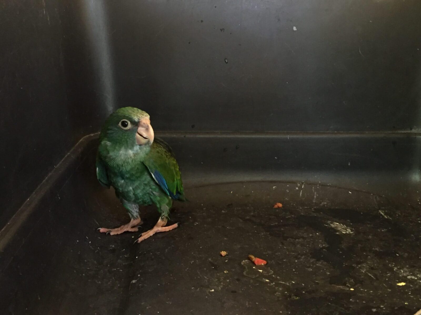 You are currently viewing Chucuyo Parakeet