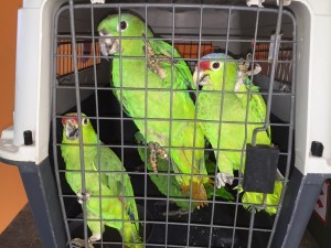 Read more about the article Parrots