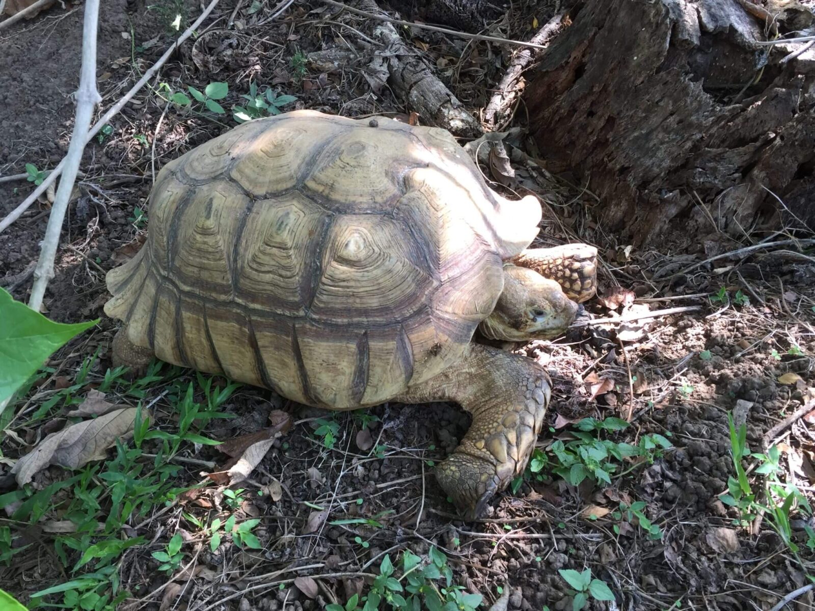 En este momento estás viendo Tortugas (<em>Geochelone sulcata</em>)