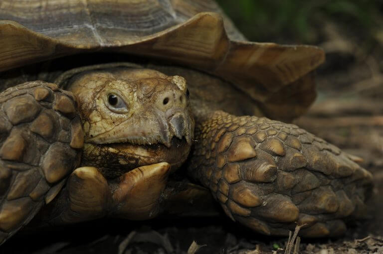 El mono Cara Blanca rescate — Santuario de Vida Silvestre Natuwa