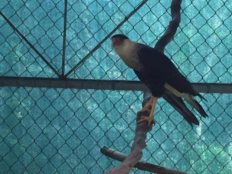 Read more about the article Northern Crested Caracara <em> Caracara cheriway </em>