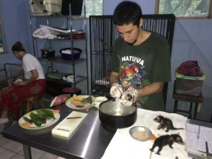 Zorro pelón rehabilitación en NATUWA Santuario.