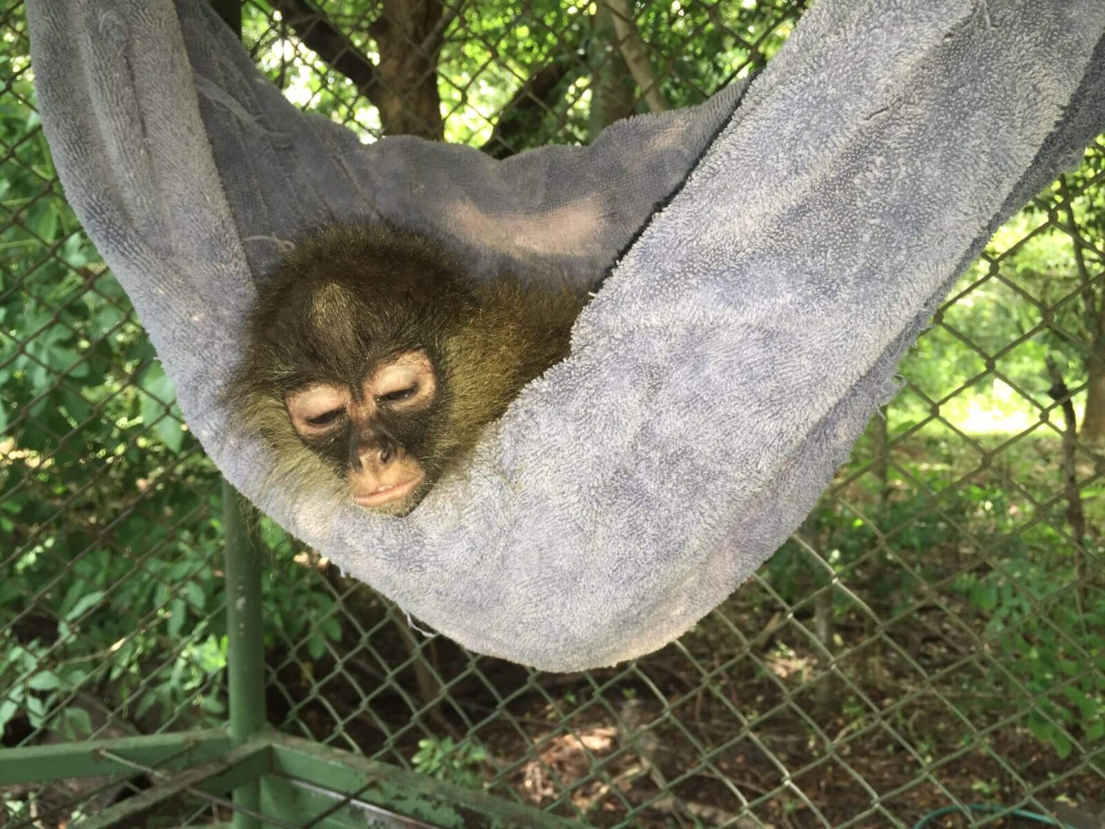 En este momento estás viendo Mono araña (<em>Ateles geoffroyi</em>) huérfano.