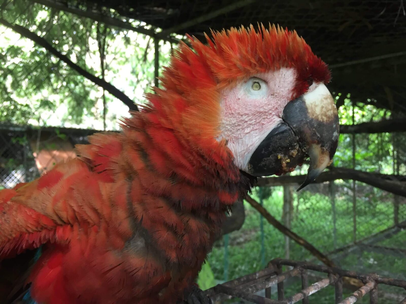 En este momento estás viendo Guacamayo rojo (<em>ara macao</em>) rescatado en Tárcoles.