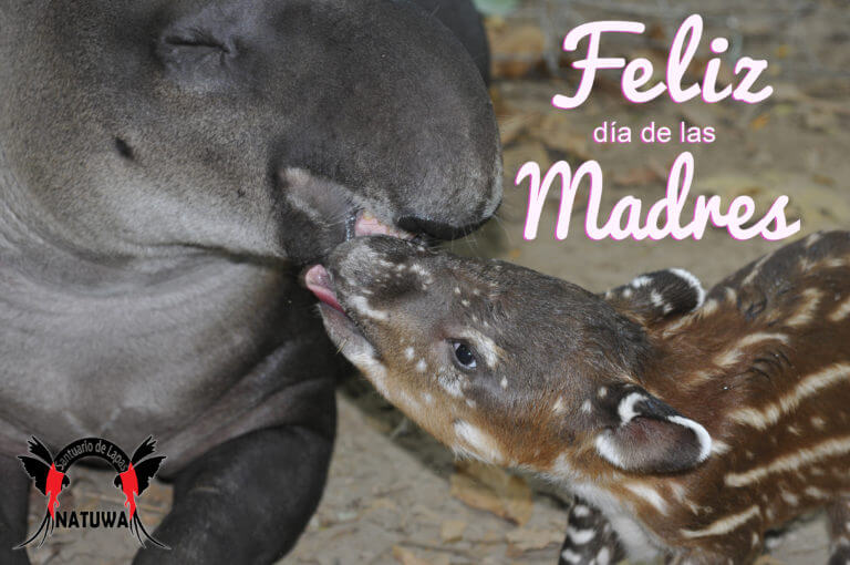 Lee más sobre el artículo Feliz día de las madres!!