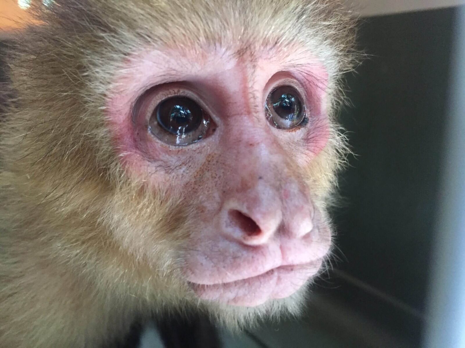 El mono Cara Blanca rescate — Santuario de Vida Silvestre Natuwa