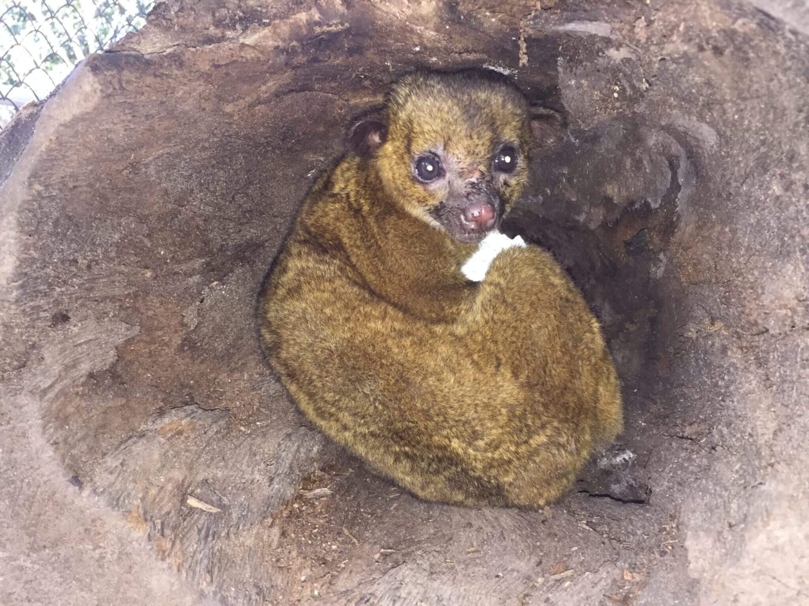 En este momento estás viendo Martilla (<em>Potos flavus</em>)