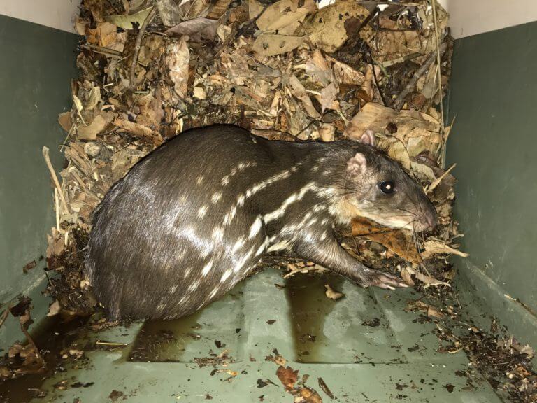 Lee más sobre el artículo Tepescuintle <i>(Cuniculus paca)</i>