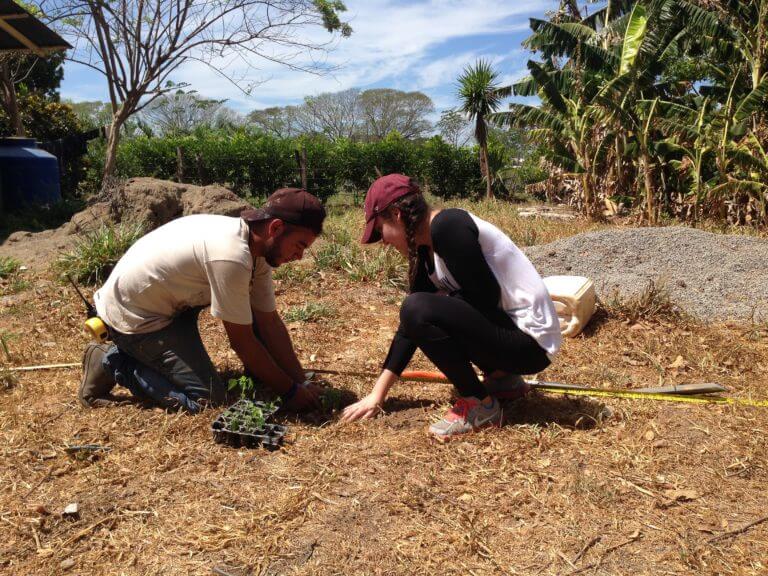 Plantando árboles