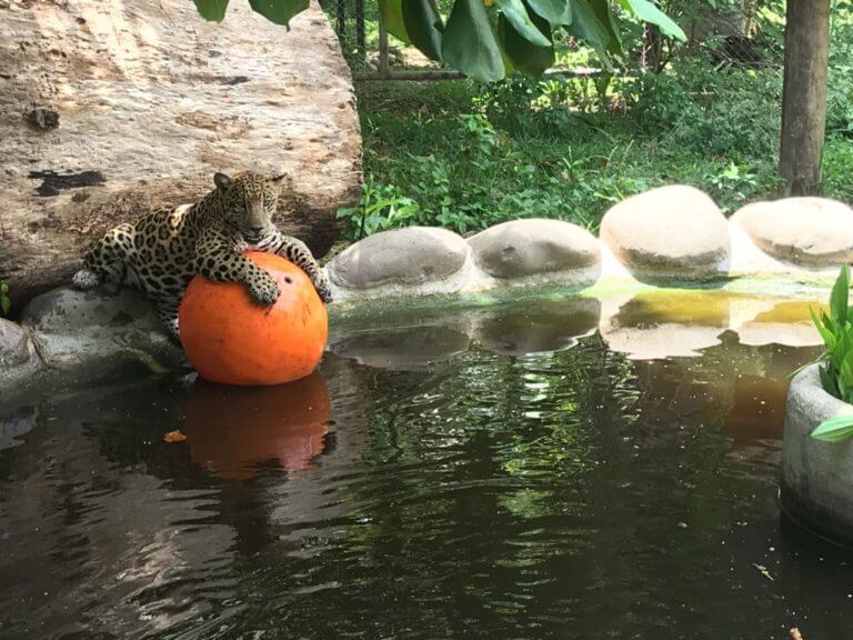 Lee más sobre el artículo Enriquecimiento ambiental para jaguar
