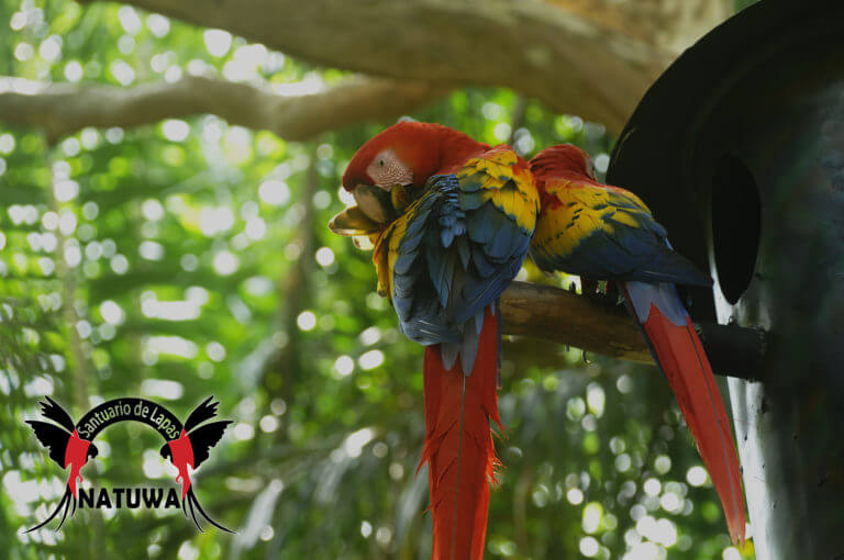 Macaw conservation NATUWA Costa Rica.