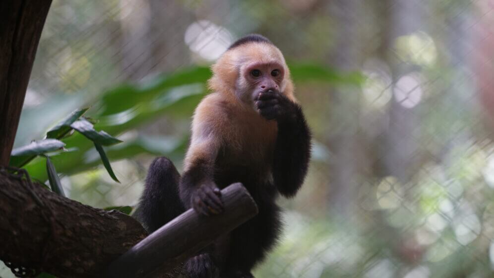 El mono Cara Blanca rescate — Santuario de Vida Silvestre Natuwa