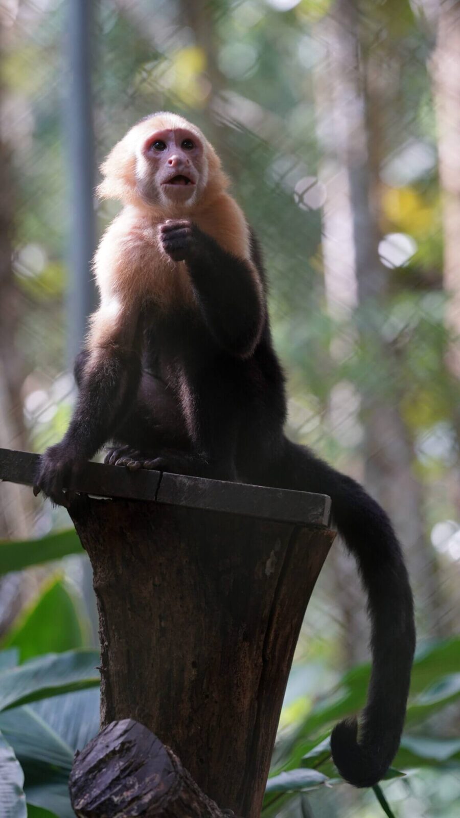 White face monkey finds home in Natuwa