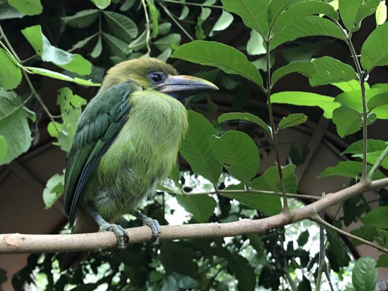 Read more about the article Emerald toucan rescue