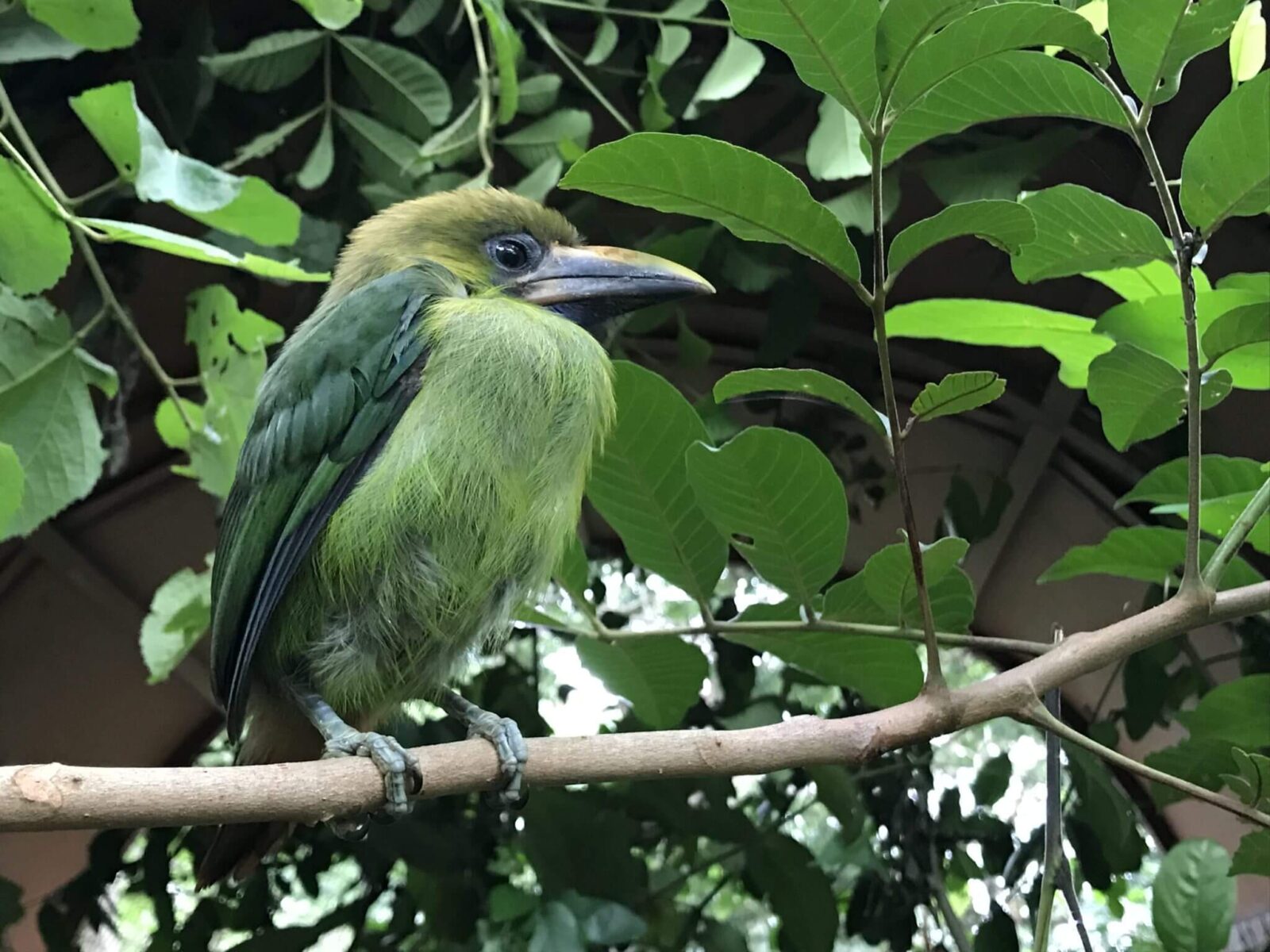 You are currently viewing Emerald toucan rescue