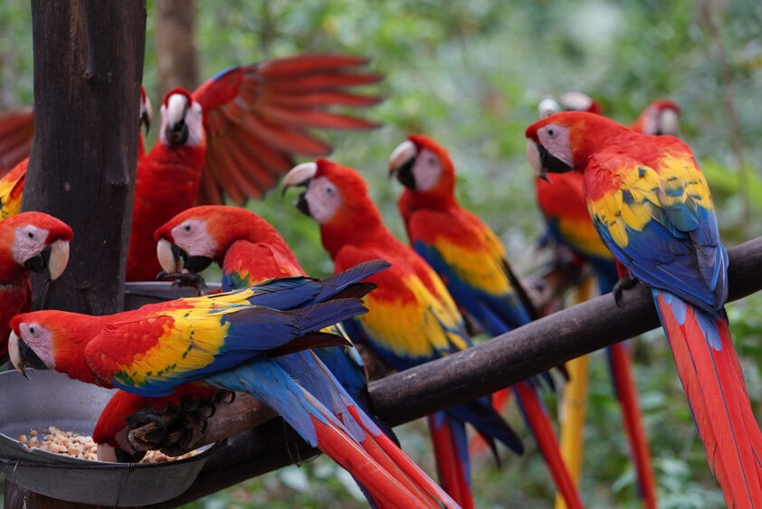 Guacamayos rojos en Natuwa Santuario de vida Silvestre