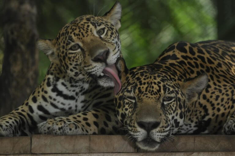 Jaguar Sanctuary in Puntarenas (Panthera onca) NATUWA, Costa Rica