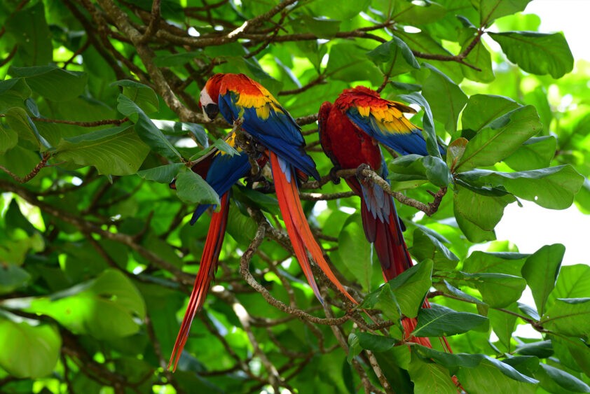 Lapas rojas en árbol de almendra de playa