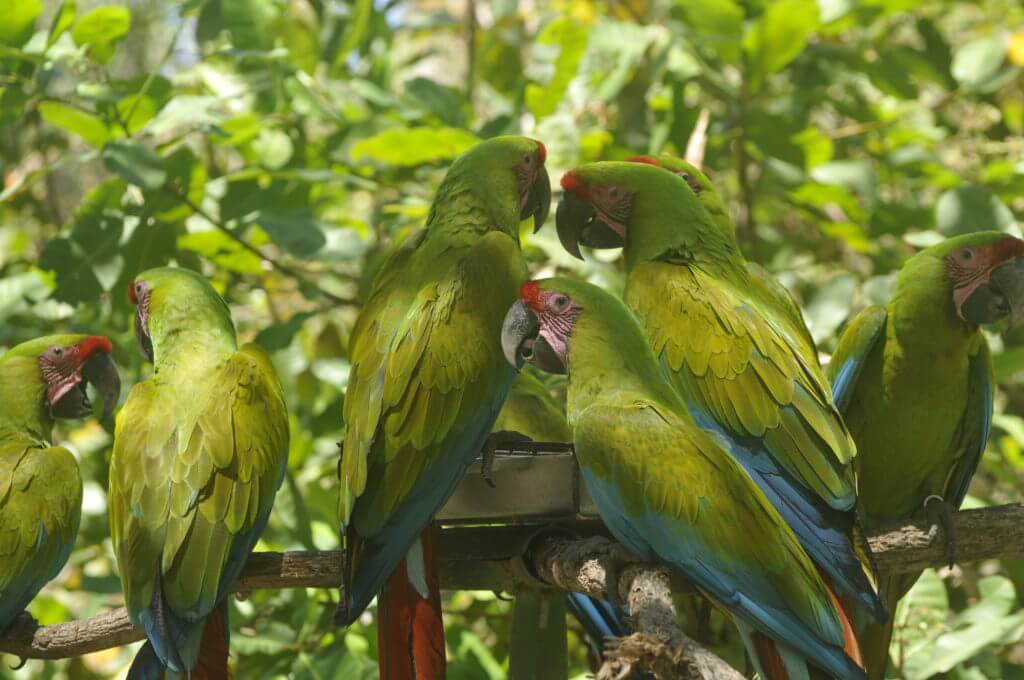 Macaw conservation NATUWA Costa Rica.