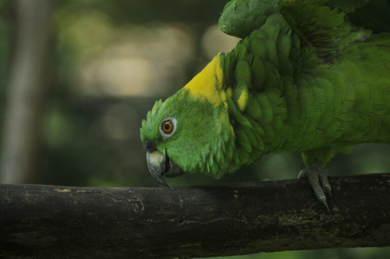 Lora copete amarillo en el Santuario de Lapas NATUWA, Costa Rica.