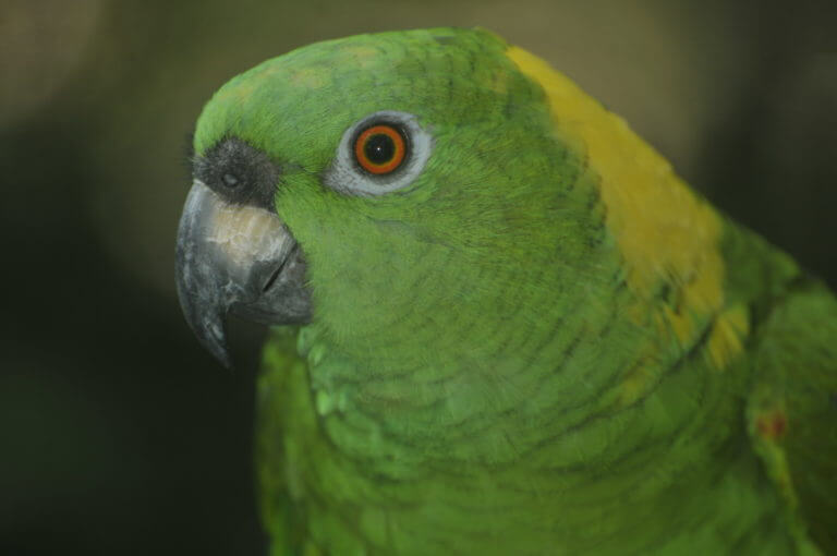 Lora copete amarillo en el Santuario de Lapas NATUWA, Costa Rica.