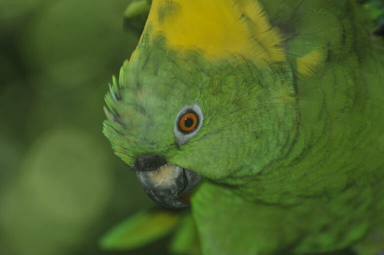 Lora copete amarillo en el Santuario de Lapas NATUWA, Costa Rica.