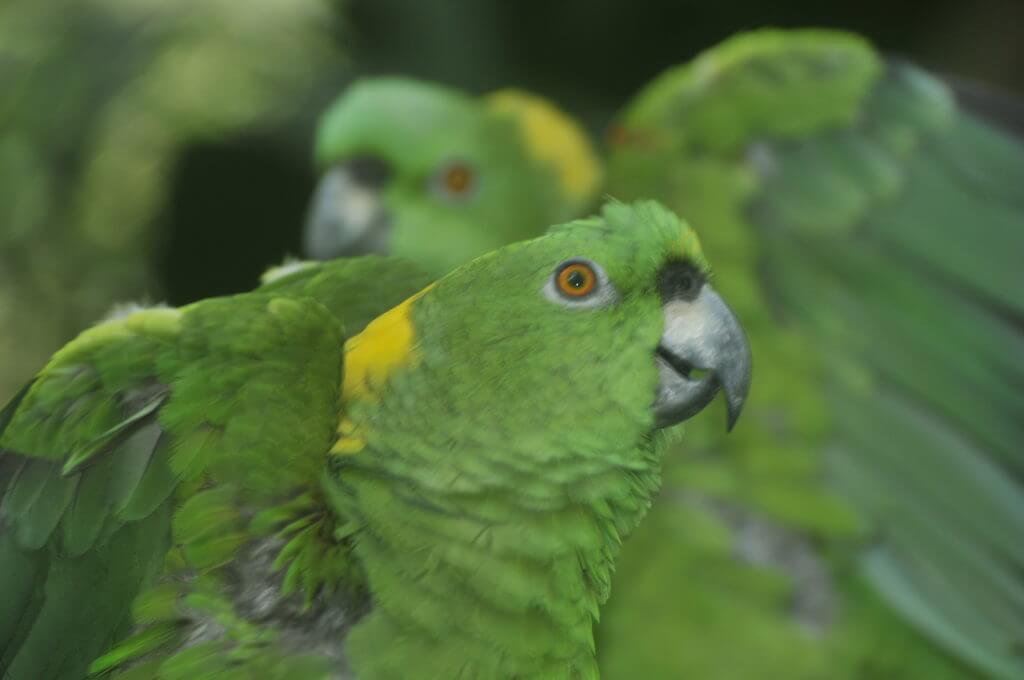 Lora copete amarillo en el Santuario de Lapas NATUWA, Costa Rica.