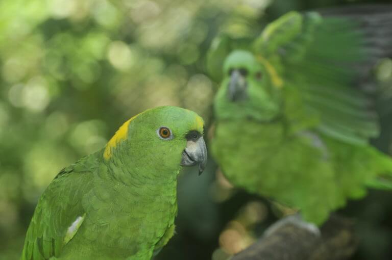 Lora copete amarillo en el Santuario de Lapas NATUWA, Costa Rica.