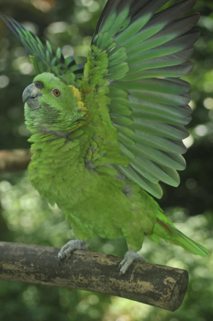 Lora copete amarillo en el Santuario de Lapas NATUWA, Costa Rica.