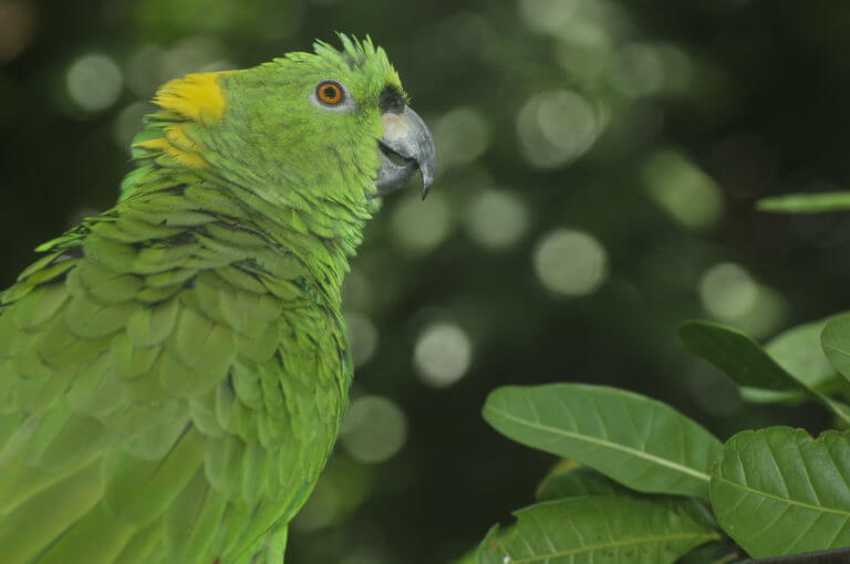 Lora copete amarillo en el Santuario de Lapas NATUWA, Costa Rica.