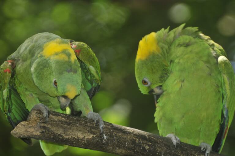 Lora copete amarillo en el Santuario de Lapas NATUWA, Costa Rica.