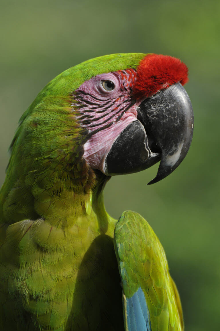 Macaw conservation NATUWA Costa Rica.